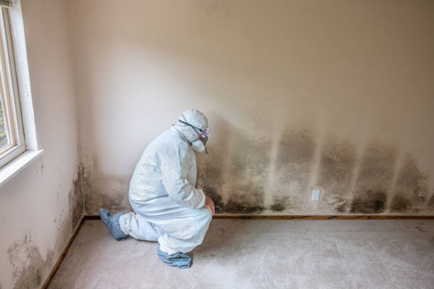 Professional Mold Removal in Firestone, CO